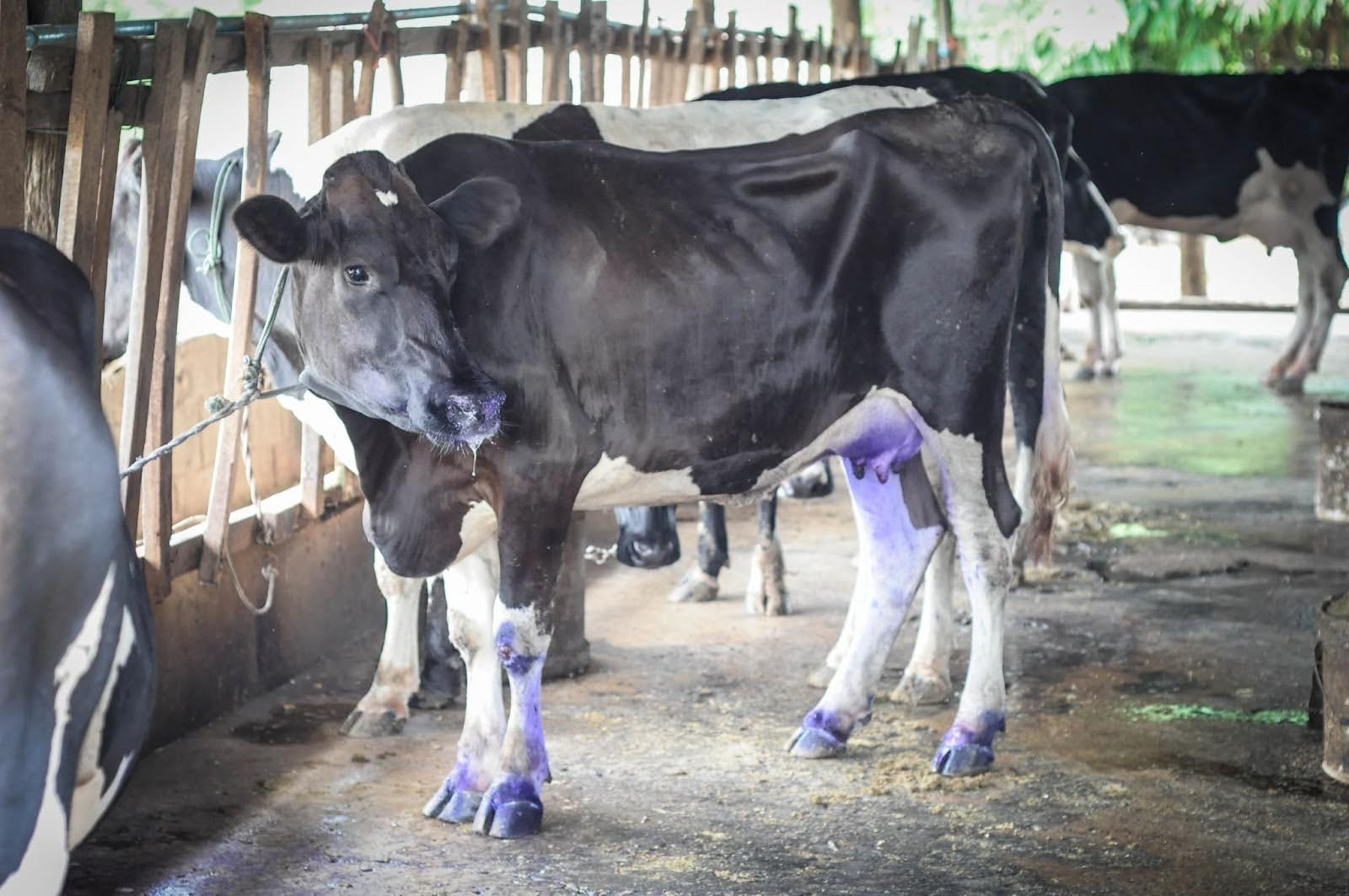 Identifying & Treating Lameness in Cattle | DP Hoofcare